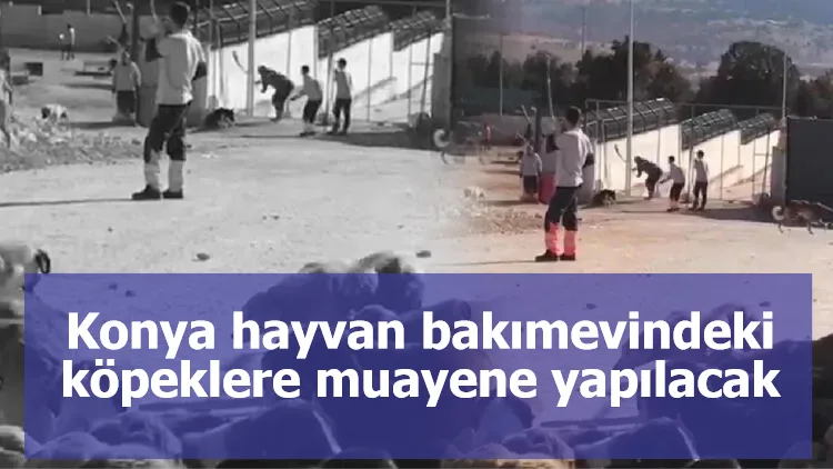 Bakanlık: Konya hayvan bakımevindeki köpeklere muayene yapılacak